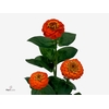ZINNIA LILL ORANGE