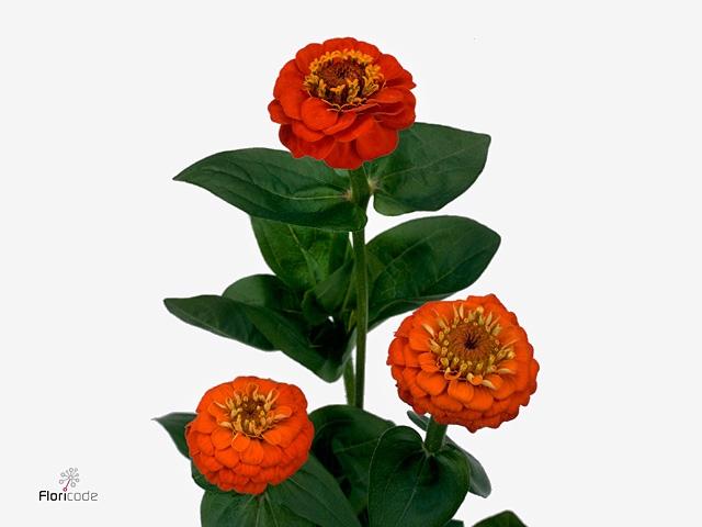 ZINNIA LILL ORANGE
