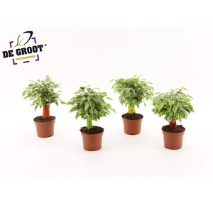 Ficus kinky jute (gekleurde stam)