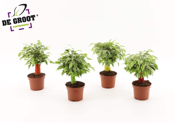 <h4>Ficus kinky jute (gekleurde stam)</h4>