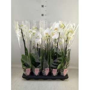 Phalaenopsis   ...white
