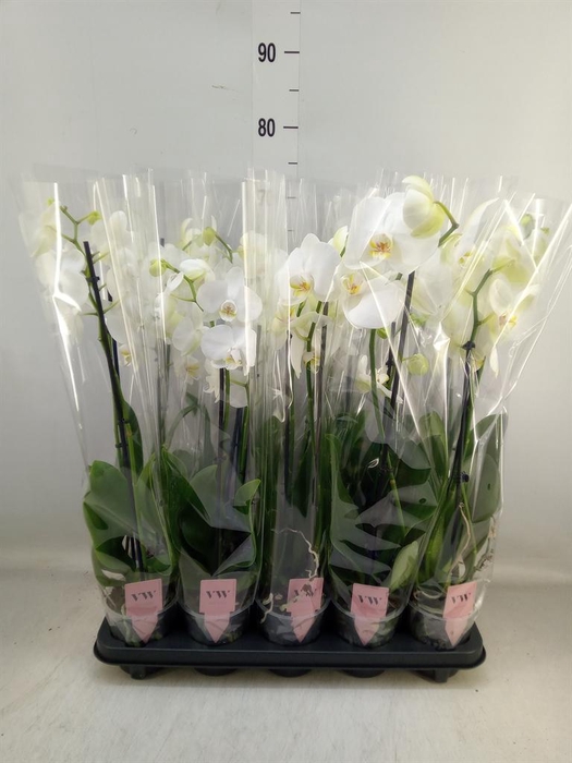 <h4>Phalaenopsis   ...white</h4>