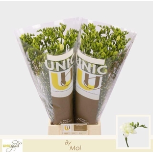 Freesia enk Diamond River