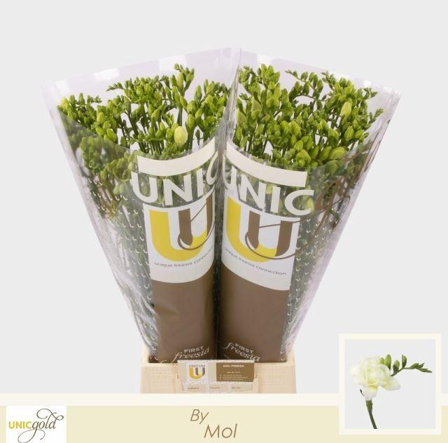 <h4>Freesia enk Diamond River</h4>