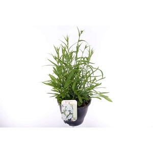 Campanula persicifolia Takion White