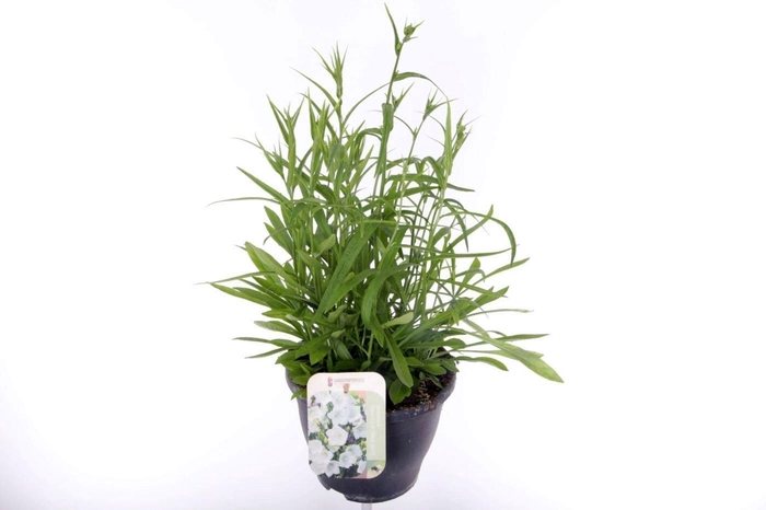 <h4>Campanula persicifolia Takion White</h4>