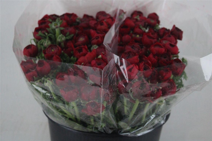 <h4>Ran Elegance Red</h4>