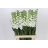 Matthiola Iron White