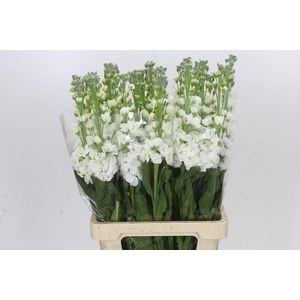 Matthiola Iron White