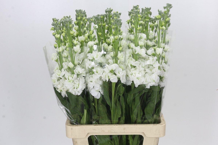 Matthiola Iron White