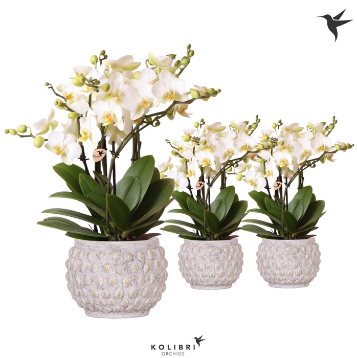 <h4>Kolibri Orchids Phalaenopsis Lausanne 6spike in Marrakesh gold-copper</h4>