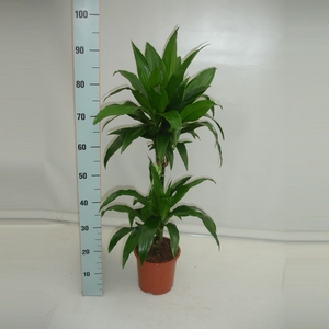 Dracaena frag. 'Janet Craig'