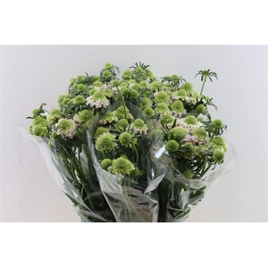 Scabiosa Atro French Vanilla Bon Bon Scoop