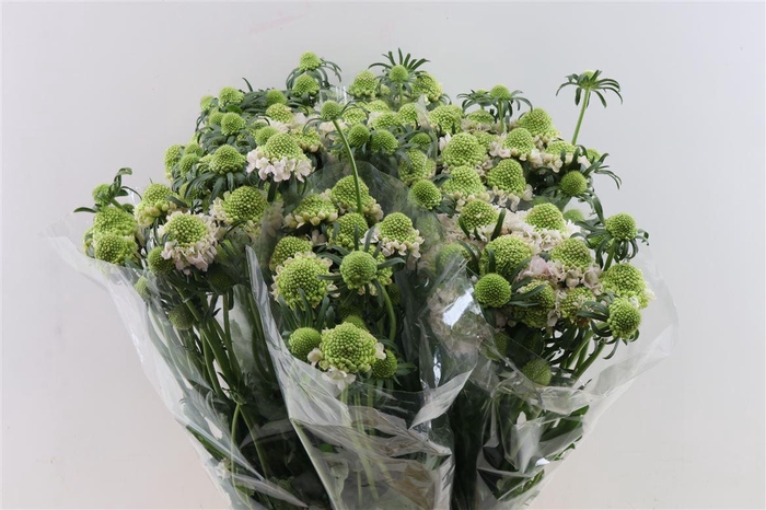 <h4>Scabiosa Atro French Vanilla Bon Bon Scoop</h4>