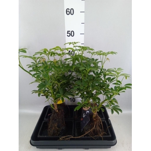 Arr.   Kamerplant Groen H%