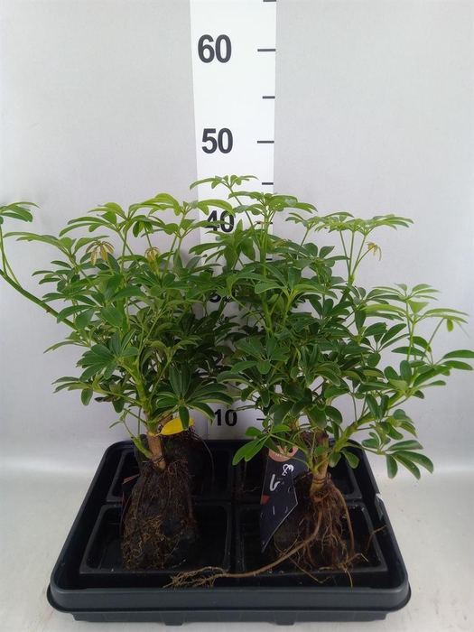 <h4>Arr.   Kamerplant Groen H%</h4>