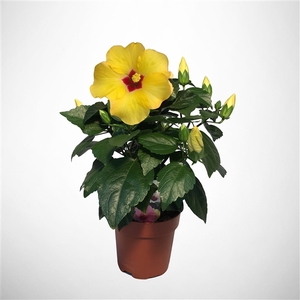 HibisQs rosa-sinensis ‘Adonicus Yellow’ p13