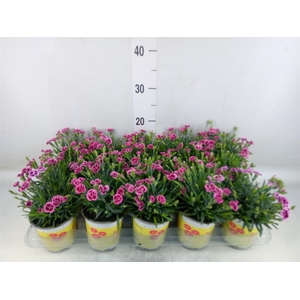 Dianthus allw. 'Lucky Lips Lara'