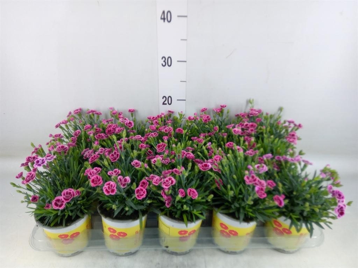 <h4>Dianthus allw. 'Lucky Lips Lara'</h4>