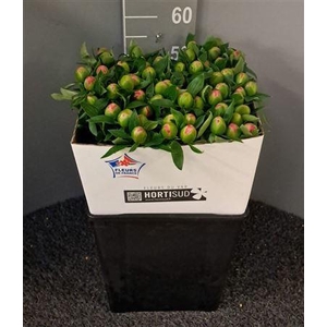 Paeo Pink Hawai Rosa