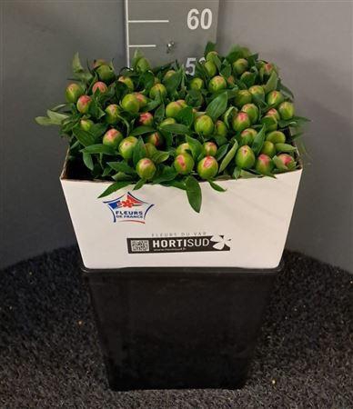 <h4>Paeo Pink Hawai Rosa</h4>