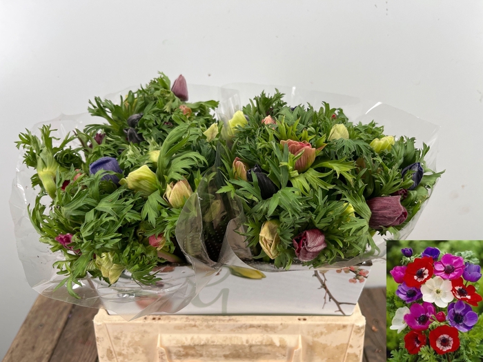 <h4>ANEM CO MAR GEM</h4>