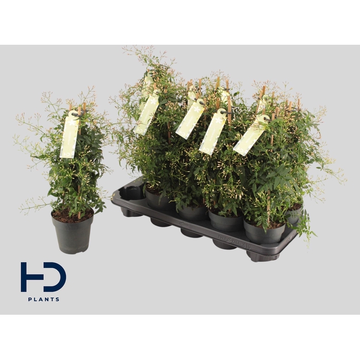 <h4>JASM POLYANTHUM WIT</h4>