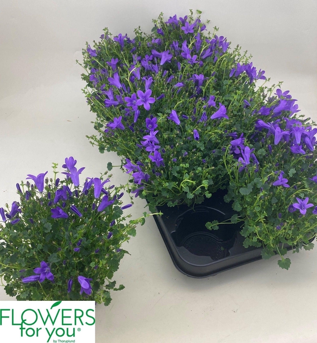 <h4>CAMP POR OCEAN</h4>