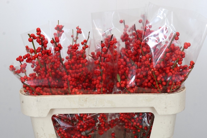 <h4>Ilex Rood</h4>