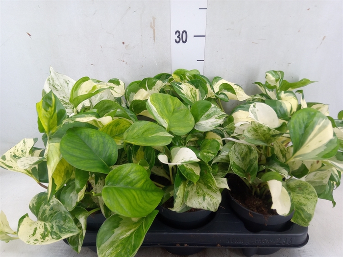 <h4>Epipremnum pinn. 'Manjula'</h4>
