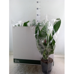 Aechmea fasciata 'Primera'