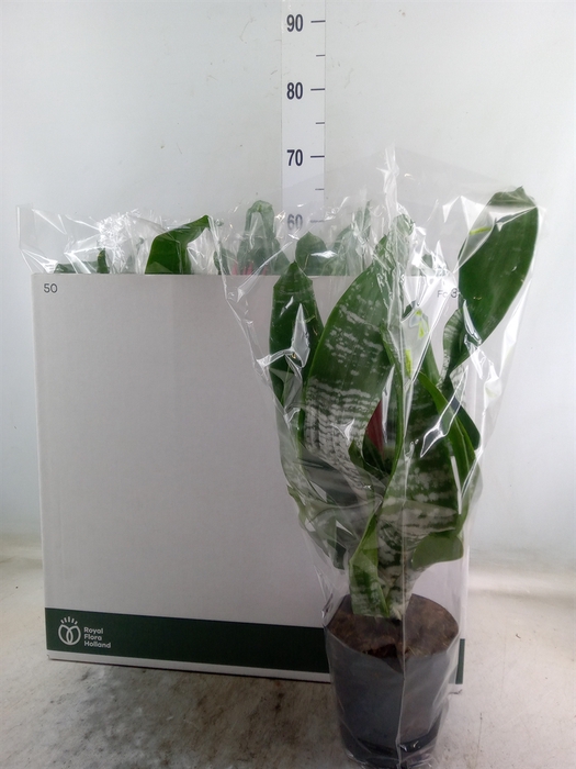<h4>Aechmea fasciata 'Primera'</h4>