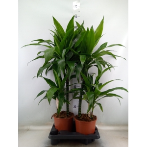 Dracaena frag. 'Janet Craig'