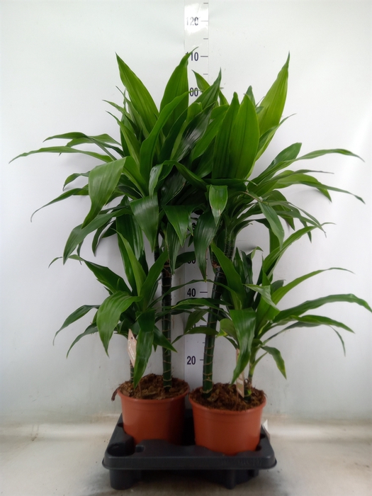 <h4>Dracaena frag. 'Janet Craig'</h4>