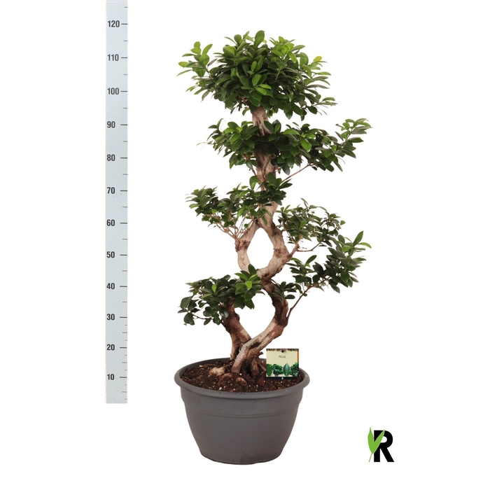 <h4>FIC MI GINSENG</h4>