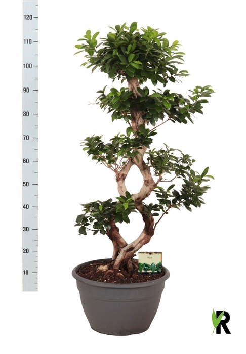 <h4>FIC MI GINSENG</h4>