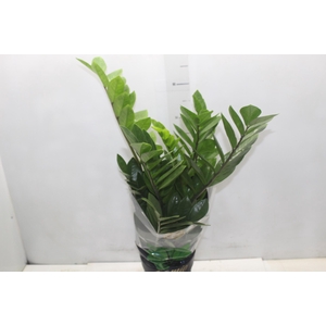 ZAMIOCULCAS PREMIUM P17 PREMIUM