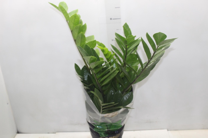 <h4>ZAMIOCULCAS PREMIUM P17 PREMIUM</h4>