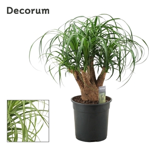 Beaucarnea vertakt 24 cm (Decorum)