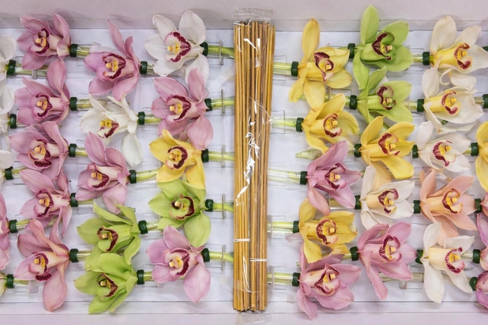 <h4>CYMB Stok 50 cm MIX</h4>