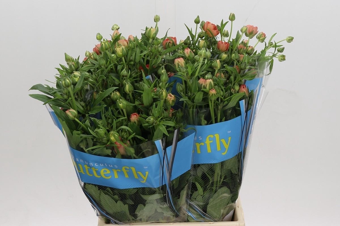 <h4>Ranunculus Butterfly Eris</h4>