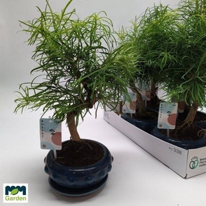 BONSAI OV