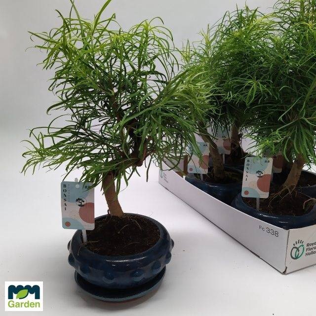 <h4>BONSAI OV</h4>