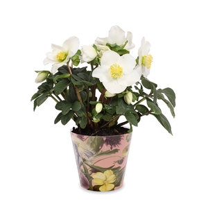 Helleborus n. Christmas Carol in pot boudoir