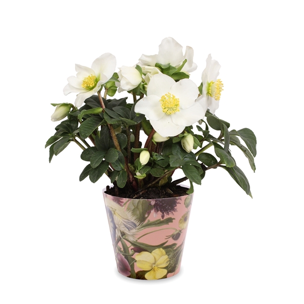 <h4>Helleborus n. Christmas Carol in pot boudoir</h4>