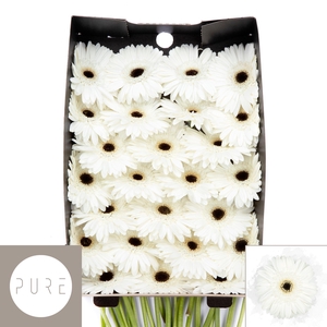 Gerbera White House Doos