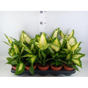 Dieffenbachia  'Camilla'