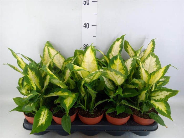 <h4>Dieffenbachia  'Camilla'</h4>