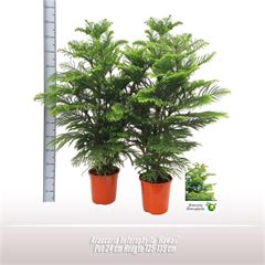 <h4>Araucaria heterophylla 'Hawaii'</h4>