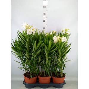 Nerium oleander   ...